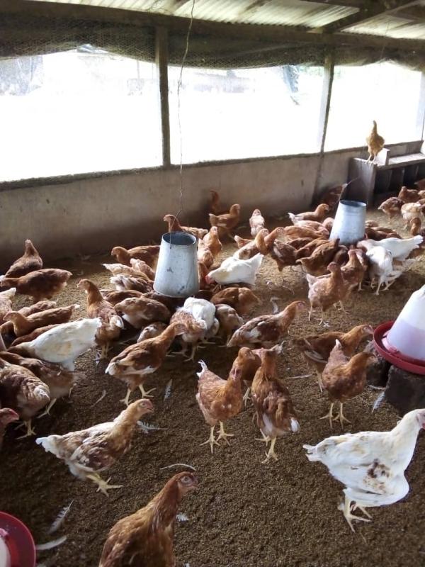  Porc Poulet Et Quabrille - viandes et oeufs mais dans un sachet et enballer dans un carton &ccedil;a d&eacute;pend selon le kilo demander et c'est quand il y a la commande qu'on fait l'emballage 