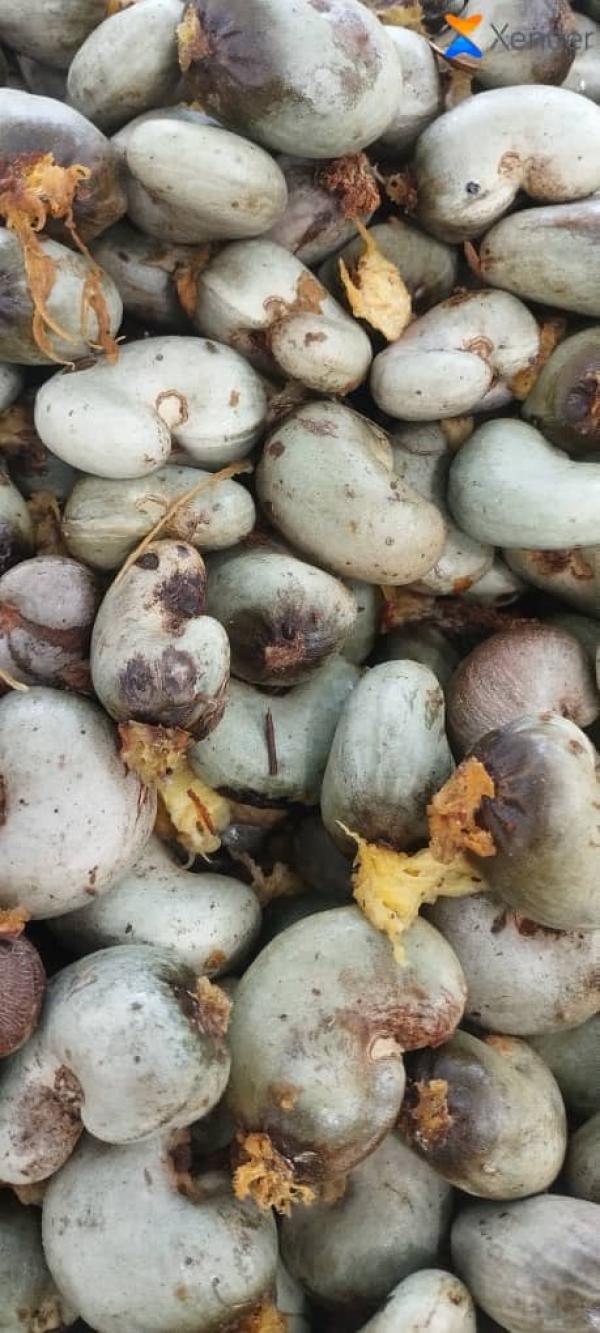  Acajou Ananas Arachide Frais, Sodja Etc - fruits et légumes nous sommes au b&eacute;nin et nous sommes disponibles pour toute sorte de partenariat et toutes sortes de collaboration dans le domaine de l'agro alimentaire 