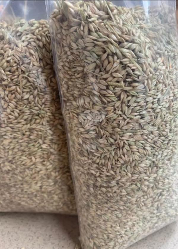  Semences De Panicum Maximum Variété C1 - semence graine plant semences de panicum maximum vari&eacute;t&eacute; c1 disponibles. plus de 10 tonnes. lieu c&ocirc;te d'ivoire. livraison possible dans la sous r&eacute;gion et ailleurs. 