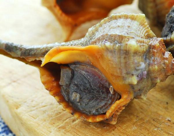  Coquille De Murex, Plusieurs Qualités - autres je dispose des coquilles de murex a livr&eacute; un peu partout dans le monde.differente sorte de qualit&eacute; 