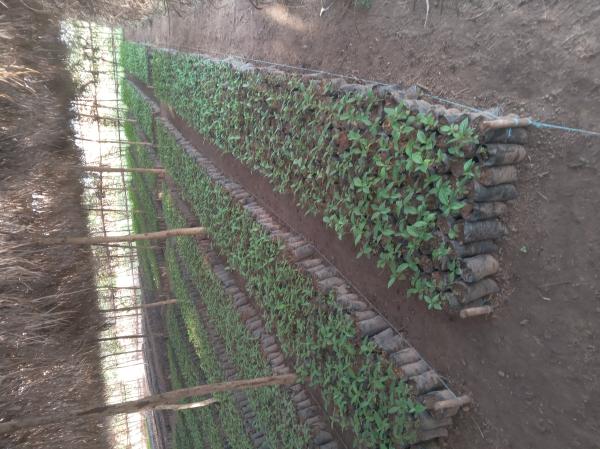  Agro-foresterie - bois charbon fibre pour vos projets de reboisements reforestations des espaces verts etc nous produisons des arbres forestiers et fruitiers sur commande de votre choix 