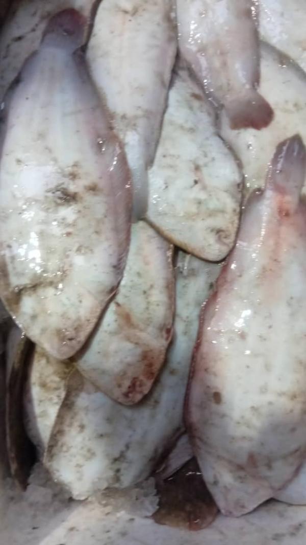  Stock 20 Tonnes De Soles Tigrées - poissons 20 tonnes de soles tigr&eacute;es en stockage disponible cong&eacute;l&eacute;s prix exw 1650 fcfa soit 2.52 euros/ kg paiement cache. contact whatsapp disponible.
