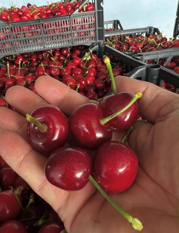  Cerises Fraîches De Grèce - fruits et légumes cerises grecques premium export grade disponibles &agrave; partir du 10 juin – vari&eacute;t&eacute;s kordia lapins et ferrovia – gros calibres 28+ / 30+ tr&egrave;s sucr&eacute;s et excellente tenue transport – qualit&eacute; haut de gamme pour grossistes march&eacute;s et importateurs europ&eacu