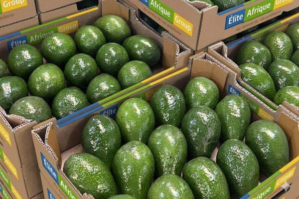  Avocat De Variete Hass Disponible Pour Vous - fruits et légumes nous sommes une coop&eacute;rative de r&eacute;colte et de vente d'avocat bas&eacute;e en cote d’ivoire . nous disposons de meilleurs vergers et d'avocat de qualit&eacute;s r&eacute;pondants aux standards internationaux. pour cette campagne 2025/2026 nous sommes disponibles pour vous satisfaire en