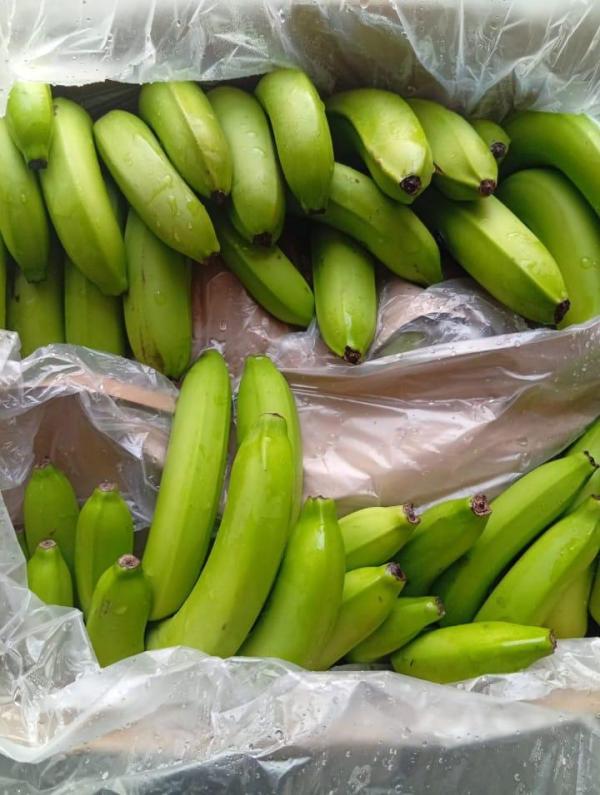  Banane Variete Cavendish Disponible Pour Vous - fruits et légumes nous sommes une coop&eacute;rative de r&eacute;colte et de vente de banane de variet&eacute; cavendish bas&eacute;e en cote d’ivoire . nous disposons de meilleurs vergers et de banane de qualit&eacute;s r&eacute;pondants aux standards internationaux. pour cette campagne 2025/2026 nous sommes dispo