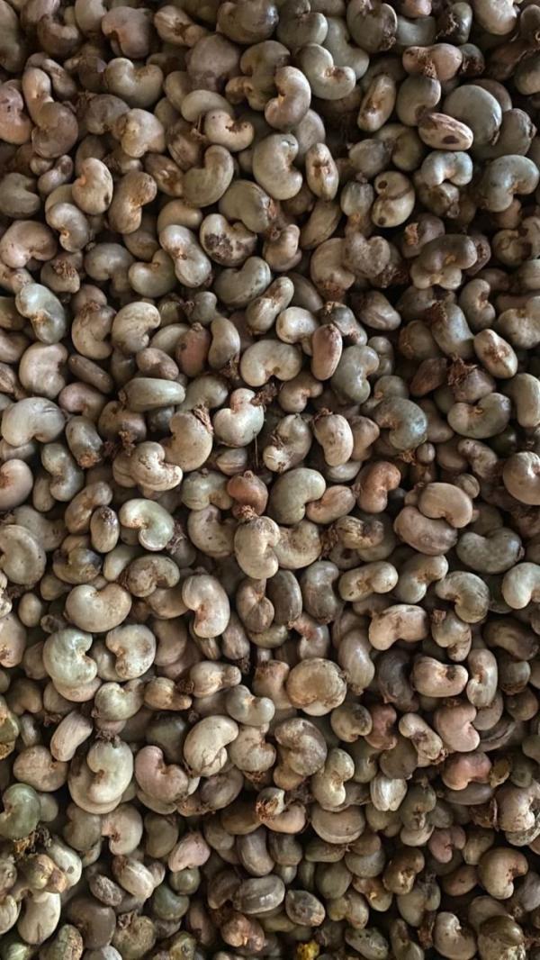  Raw Cashew - fruits et légumes  product specifications origin guinea bissau / senegal outturn (kor) 48–50 lbs nut count 180–200 moisture ≤ 8–10% price usd 1 600 per mt (exw – senegal) quantity minimum order quantity 100 mt 