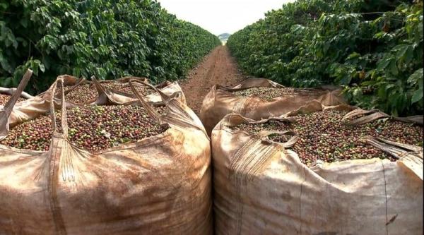  Robusta Coffee/arabica Coffee Beans For Sale - café cacao thé product type arabica/robusta coffee bean grade a variety arabica/robusta weg ight (kg) 50/60kg/jute bag 20ft container 19.5tons or 22tons(bulk packing) max. moisture (%) 12% max additional ingredient 0.5%max rate of defect 7.0%max cultivation type common flavor mellow size 14 16 screen