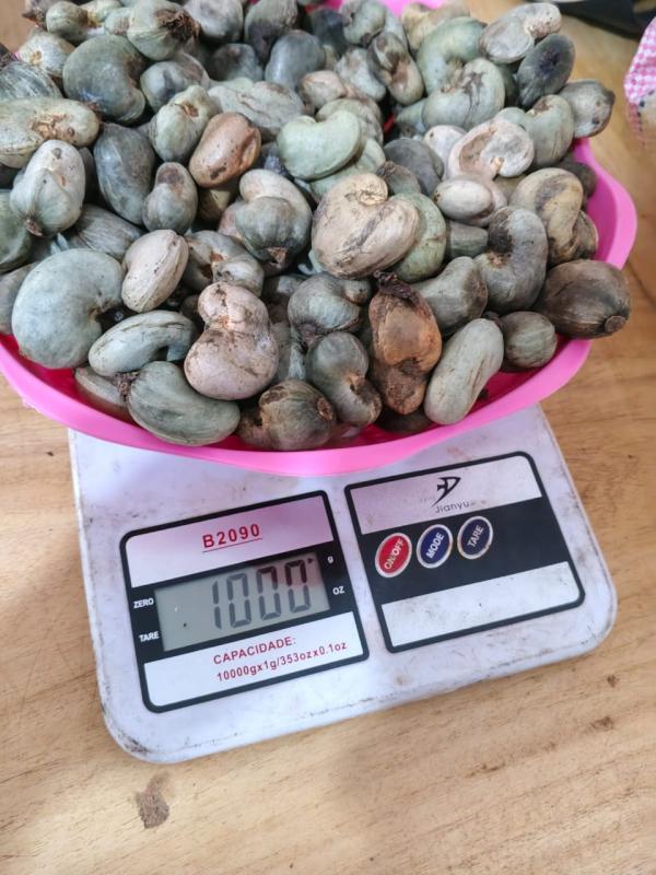  Raw Cashew Nut - fruits secs et graines grillées article 1 marchandise 1. description de la marchandise noix de cajou crues s&eacute;ch&eacute;es au soleil en coque r&eacute;colte 2026 2. quantit&eacute; totale 10 000 tonnes (500 tonnes renouvelables) 3. tol&eacute;rance 5 % au choix du vendeur 4. origine guin&eacute;e bi