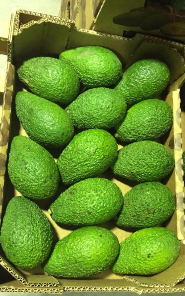  Avocat Variétés Hoss - fruits et légumes nous disposons d'une quantit&eacute; de avocat vari&eacute;t&eacute;s hoss calibre 12 &agrave; 18 pret &agrave; l'export je suis pret &agrave; etudier tout proposetion cordialement 