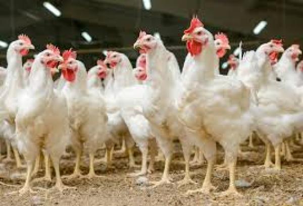  Poulet De Chair Vivants 45 Jours Bingerville - animaux vivants recherche acheteur en gros nous avons en ce moment 800 sujets &agrave; la vente 45 jours d'excellente qualit&eacute; &agrave; un prix n&eacute;gociable. notre ferme est bas&eacute;e &agrave; bingerville. merci.