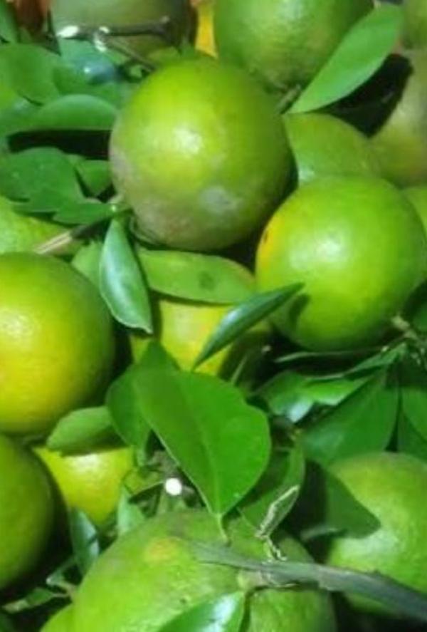  Fruits Mandarine En Grande Quantité - fruits et légumes je cherche des partenaires de production d orange et des mandarine en quantit&eacute; pour les aider a vendre leur produits avec mon carnet d adresse veillez me contacter 
