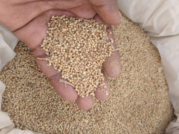  Poivre Noir, Poivre Blanc - épices aromates nous disposons d'une grande quantit&eacute; de poivre au niger (maradi). nous recherchons des partenaires et clients afin d'&eacute;couler notre produit. nous livrons brut ou nettoyer en fonction de la demande. il y'a deux vari&eacute;t&eacute; de poivre noir au prix de 1800f et 2700f le kg. ensuit