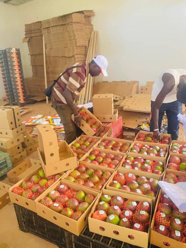  Vente De Mangues Kent - fruits et légumes  la saison vient de d&eacute;buter au s&eacute;n&eacute;gal veuillez nous contacter pour tout besoin de mangues kent &agrave; l'export. nous pouvons vous fournir la quantit&eacute; voulue avec une qualit&eacute; maximale. bien cordialement. 