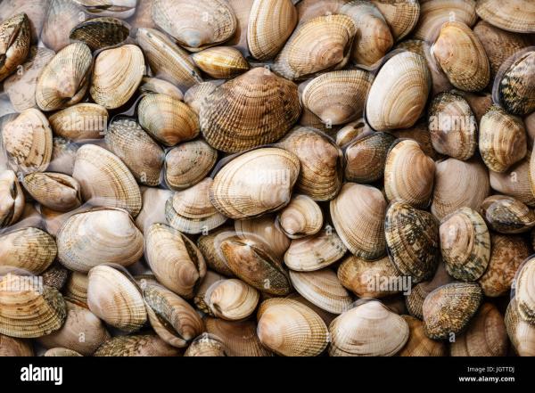  Projet Ouvert - poissons nous somme une soci&eacute;t&eacute; sp&eacute;cialis&eacute;e de vente les palourdes vivantes en tunisie certifi&eacute; nous cherchons de clients sur la cha&icirc;ne internationale 