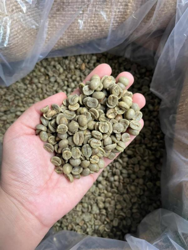  Robusta Coffee For Sale - coffee cocoa tea arabica and robusta green coffee beans for sale in kenya we currently have big discounts for the first 100 clients!!! 1. brazilian arabica coffee arara azul 2. kenya e (elephant bean) 3. kenya pb (peaberry) 4. kenya aa (screen 17/18) 5. kenya ab 6. kenya c 7. kenya tt 8. kenya t 9. kenya mh/ml 10.