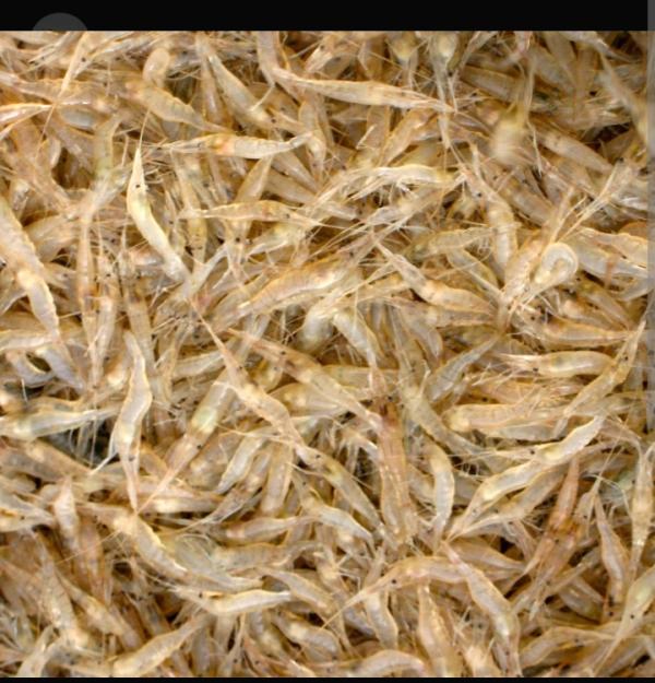  Crevettes - poissons  madame/ monsieur je vends des crevettes de mer et du fleuve ( fum&eacute;). ces crevettes on un go&ucirc;t savourer faite vos commandes d&egrave;s maintenant en me laissant un message.