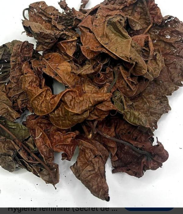  Feuilles De Djeka Premier Choix - autres  monsieur madame nous avons les feuilles de djeka premier choix ; feuilles enti&egrave;res non ab&icirc;m&eacute;es. le kg &agrave; 7€ avec livraison incluse en france. paiement &agrave; la livraison. d&eacute;lais de livraison jours ouvr&eacute;s 2 &agrave; 3 jours apr&egrave;s signa