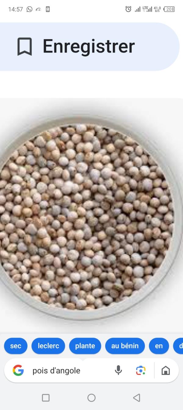  Pois D'angole - céréales nous disposons de pois d'angole au b&eacute;nin en grande quantit&eacute; et sommes dispos&eacute;s &agrave; livrer où besoin sera dans le monde.