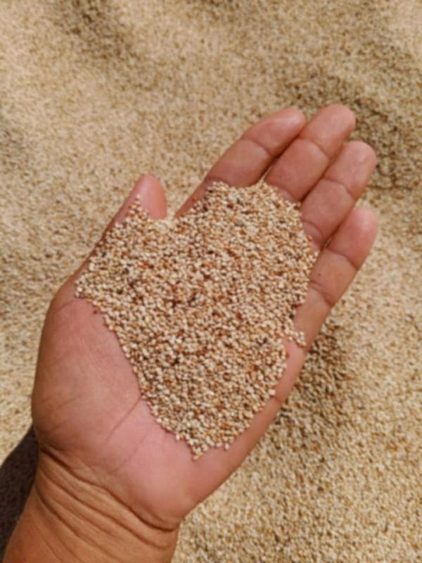  Sesame Blanc - semence graine plant nous sommes exportateur sise &agrave; madagascar. nous sommes &agrave; la recherche des clients de nos s&eacute;sames blancs d'origine madagascar. de tr&egrave;s bonne qualit&eacute; de tr&egrave;s bon prix 2200usd cif pour moq 13tonnes par mois mode de paiement tt dont 30% avance sur commande 