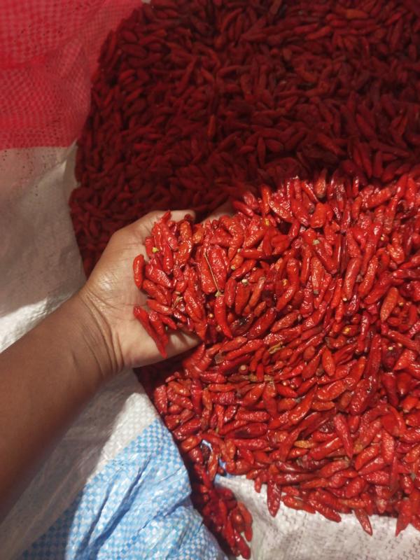  Piment Bec D'oiseau De Madagascar - épices aromates  aux acheteurs et importateurs internationaux vous recherchez un piment d'exception pour relever vos pr&eacute;parations huiles ou gammes d'&eacute;pices ? profitez d'un arrivage exclusif de piment bec d'oiseau (bird's eye chili) en provenance directe des terres fertiles de madagascar. re