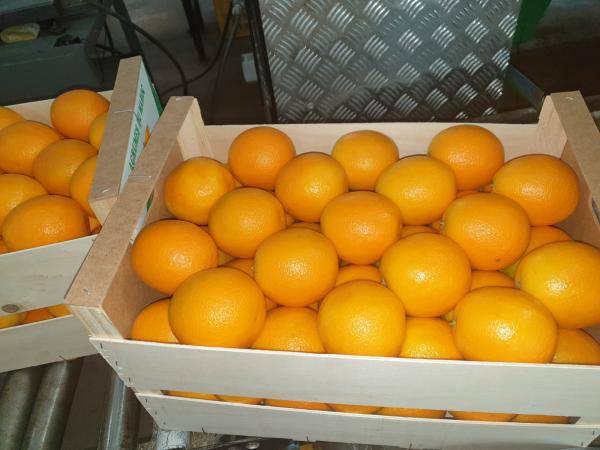  Oranges - fruits and vegetables fresh premium quality moroccan oranges carefully selected from the best citrus growing regions of morocco. known for their sweet taste rich juice content attractive color and long shelf life. suitable for supermarkets wholesalers distributors and juice processing companies. available in differ