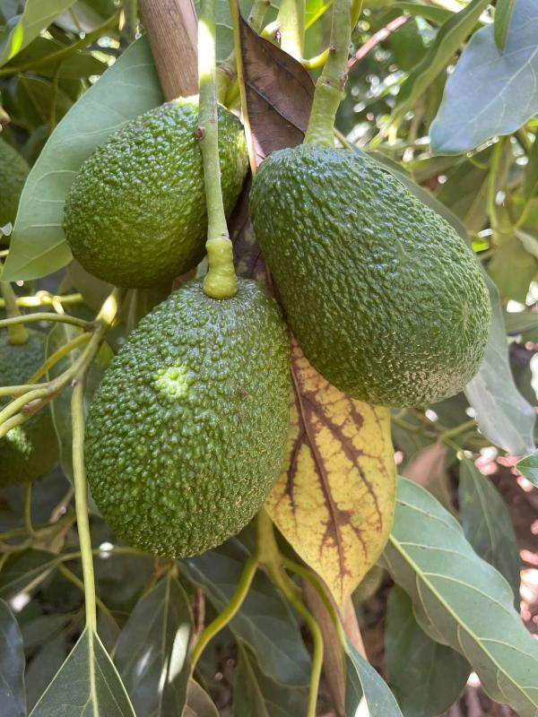  Avocats Hass Fuerte Du Maroc Exportation - fruits et légumes english version below avocats hass & fuerte du maroc – exportation nous sommes fournisseurs et exportateurs d'avocats frais marocains de haute qualit&eacute; et recherchons des importateurs grossistes distributeurs et centrales d'achat en europe pour d&eacute;velopper des partenariats commerc