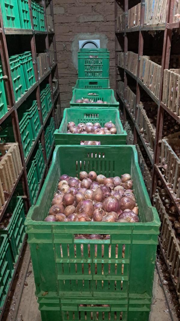  Oignons Local Matam - fruits et légumes nous commercialisons de l'oignon local violet de galmi cultiv&eacute; &agrave; matam par des petites productrices sensibilis&eacute;es au bonnes pratiques agricoles et aux techniques agro&eacute;cologiques. 20 tonnes disponibles &agrave; 400 fcfa/kg. transport &agrave; discuter selon quantit&eacute;