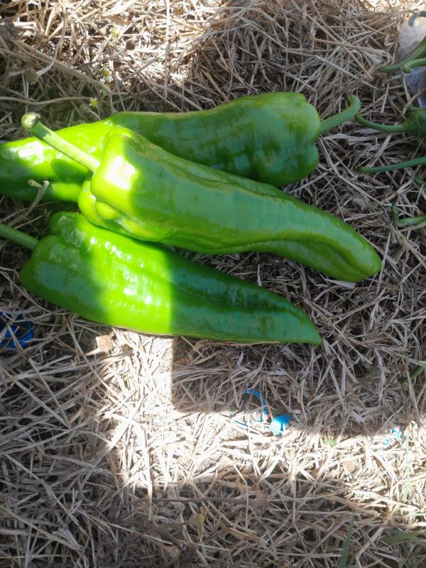  Recherche Acheteurs Importateurs De Poivron - fruits et légumes producteur et fournisseur marocain recherche des importateurs grossistes et distributeurs int&eacute;ress&eacute;s par l'achat de poivron vert et de piment frais de haute qualit&eacute;. nos produits sont cultiv&eacute;s dans des conditions optimales et s&eacute;lectionn&eacute;s avec soin pour 
