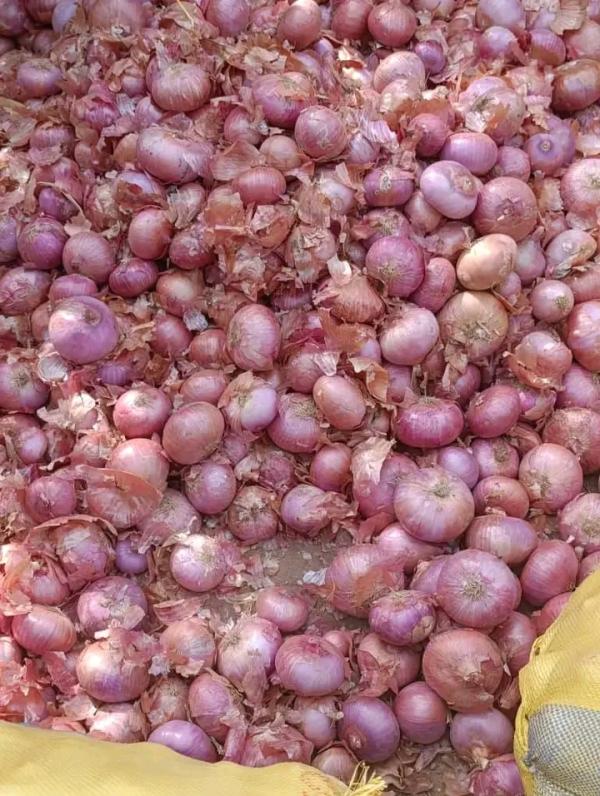  Légume En Grande Quantité - fruits et légumes des l&eacute;gumes frais et de qualit&eacute; en grande quantit&eacute; et avec un approvisionnement r&eacute;gulier. faites confiance &agrave; notre service pour vos besoins.
