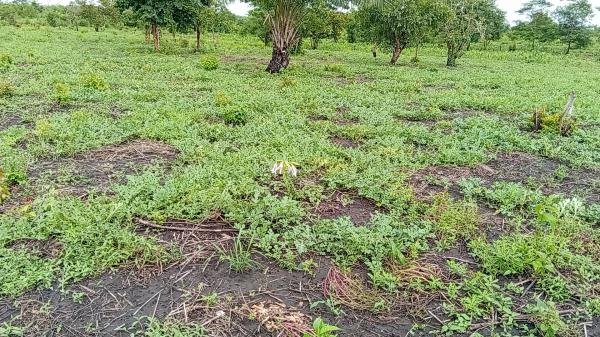  Pastèque - fruits et légumes je suis un producteur agricole je produis maïs manioc arachides soja meme des cultures mara&icirc;ch&egrave;res(oignons pommes de terre poivrons choux piments past&egrave;ques et melons gombos tomates agrumes etc) je dispose un domaine de 15 ha et suis &agrave; la recherche de partenar