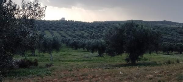  Huile D'olive Vierge Extra Premium - huiles huile d'olive vierge extra premium 2 vari&eacute;t&eacute;s chemlali et chetoui press&eacute;es &agrave; froid origine tunisie prix exw 6   / litre disponible 100 tonnes en conditionn&eacute; ou en vrac elle est extraite d'olives des vari&eacute;t&eacute;s chemlali et chetoui rustiq