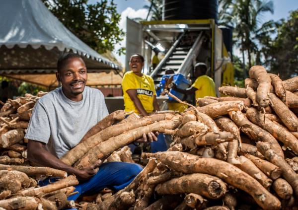  Cosette De Manioc (manioc Séché) - autres cossettes de manioc de haute qualit&eacute; – origine c&ocirc;te d'ivoire destin&eacute;es aux industriels de l'alimentation animale de la production d'&eacute;thanol et de l'amidonnerie nous mettons &agrave; disposition d'importants volumes de cossettes de manioc s&eacute;ch&eacute;es rigour