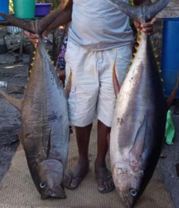  Thon Rouge De L’océan Indien - poissons  &agrave; tous les professionnels et acheteurs du secteur je mets actuellement en vente 1 tonne de thon rouge de premi&egrave;re qualit&eacute; pech&eacute; dans l’oc&eacute;an indien en frais (non congel&eacute;). localisation du produit district de soanerana ivongo – madagascar 