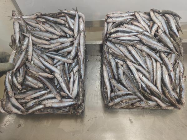  Frozen Anchovy Export Quality - fish we offer high quality frozen anchovy for human consumption and fish processing industries. product details product frozen anchovy origin morocco quality premium export grade processing individually frozen and carefully handled to preserve freshness packaging according to buyer requiremen