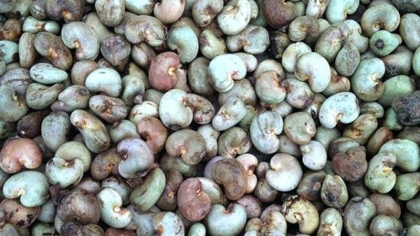  Anacarde/ Noix De Cajou Disponible - fruits et légumes noix de cajou/ anacarde disponible au togo &agrave; un prix tr&egrave;s abordable. recherche de clients pour noix de cajou. svp plaisantins s'abstenir.