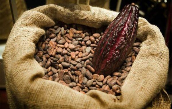  Cacao Disponible Au Togo/ Recherche De Client - café cacao thé du cacao de qualit&eacute; disponible au togo &agrave; un tr&egrave;s bon prix. recherche de clients pour cacao. svp plaisantins s'abstenir.