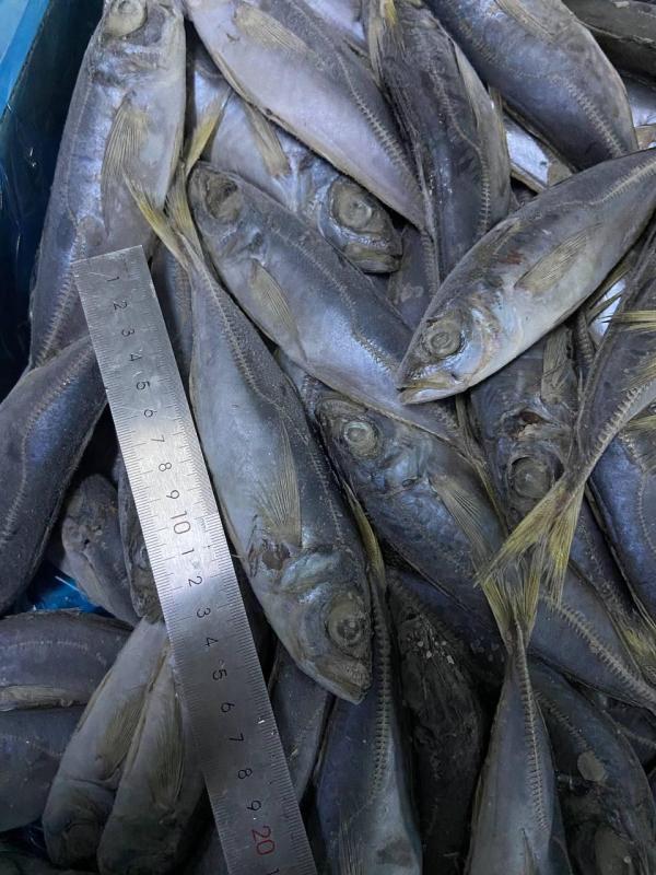  Vivre Frais, Poisson De La Mer - poissons bonsoir je suis repr&eacute;sentant d une entreprise cherche de fournisseurs de poisson frais a namibie pas d autre pays tu es une soci&eacute;t&eacute; &eacute;crivez moi en priv&eacute; pour en discuter. pour signer un contrat a long terme 