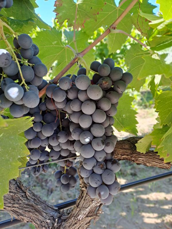  Raisins Cuve - fruits et légumes vignerons dans le luberon nous vendons de vendanges fraiche pour la r&eacute;colte 2026 syrah 6 tonnes grenache noir 5 tonnes cinsault 4 tonnes merlot 3 tonnes 