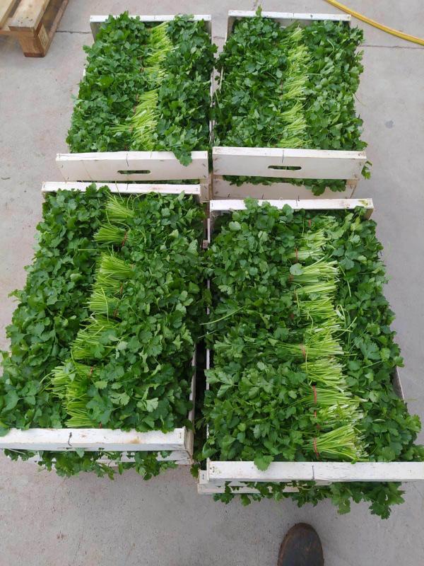  Recherche Clients Grossistes Et Distributeurs - fruits et légumes  recherche clients grossistes et distributeurs de coriandre fra&icirc;che producteur et fournisseur bas&eacute; en espagne nous recherchons des clients professionnels int&eacute;ress&eacute;s par l'achat de coriandre fra&icirc;che en grande quantit&eacute;. nous proposons coriandre fra&ic