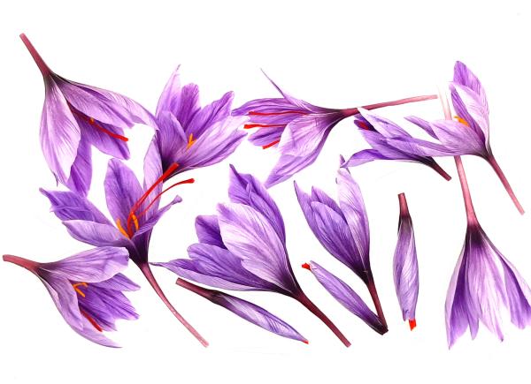  Vente Crocus Sativus - semence graine plant vente bulbes de crocus sativus de souche quercy en agriculture biologique (certification bureauveritas) et accompagn&eacute;e d'un passeport phytosanitaire. vente de tout type de calibre livraison juillet et ao&ucirc;t chaque bulbe est soigneusement inspect&eacute; avant d'etre conditionn&eacu