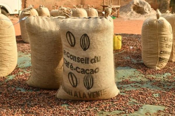  Cacao De Côte D'ivoire - café cacao thé nous sommes une entreprise ivoirienne du n&eacute;goce international d'import export et du commerce g&eacute;n&eacute;ral . nous sommes fournisseur de produits tropicaux et agroalimentaire . nous sommes prets &agrave; vous accompagner dans vos projets d'achat de cacao caf&eacute; noix de cajou
