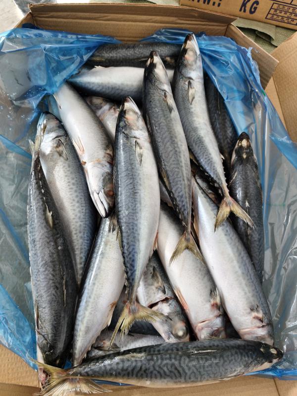  Selling Mackerelyellow Tail Fish - fish  we are professional mackerel producer from china we are selling pacific mackerel size 300 400 400 500 500+ yellow tail fish， size 8kg+ 