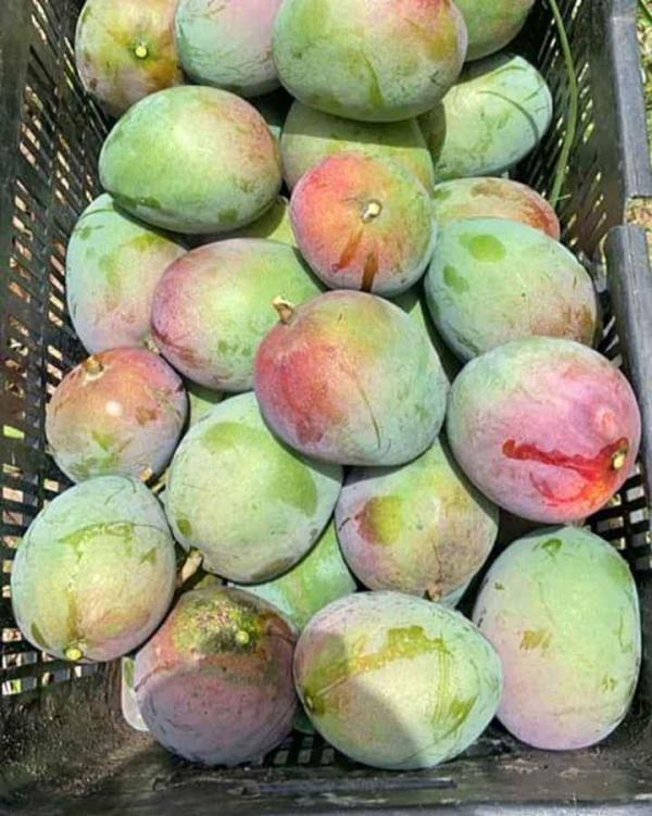  Mangue Kent Sénégal - fruits et légumes nous cherchons des clients pouvant int&eacute;ress&eacute; par nos fruit notamment la mangue kent du s&eacute;n&eacute;gal pour la saison 2026 qui va bient&ocirc;t commencer. nous disposons d'un certificat global gab pour les produits destin&eacute;s &agrave; l'exportation. 