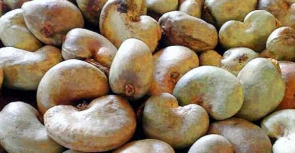  Noix De Cajou - fruits secs et graines grillées  nous sommes producteurs et vendeurs d'une grande quantit&eacute; de noix de cajou brutes en afrique de l'ouest. nous sommes actuellement en mesure de fournir jusqu'&agrave; 500 tonnes par mois de noix de cajou brutes de premi&egrave;re qualit&eacute; pour r&eacute;pondre &agrave; vos besoin