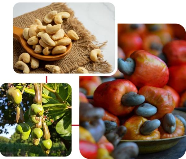  Raw Cashew Nuts - roasted seeds and nuts hello we are producers and sellers from west africa. we have a large quantity of raw cashew nuts of very high quality at very competitive prices. we are currently able to supply up to 500 metric tons per month of premium raw cashew nuts to meet your large scale manufacturing needs. high yield exce