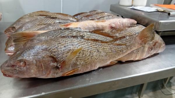 Poissons Congelés Qualité Premium) - poissons nous sommes une soci&eacute;t&eacute; de droit europ&eacute;en et nous exportons des poissons congel&eacute;s de diverses sources ( europe mauritanie maroc s&eacute;n&eacute;gal chile p&eacute;rou nouvelle z&eacute;lande chine argentine br&eacute;sil oman et yemen ). les esp&egrave;ces dispon