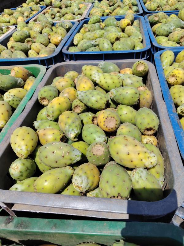  Produit Figues De Barbarie Fraîches Figui - fruits et légumes nous proposons des figues de barbarie higos chumbos fra&icirc;ches et de haute qualit&eacute; directement du maroc pour l'exportation. sp&eacute;cifications du produit  * origine  maroc * cat&eacute;gorie  1 (qualit&eacute; sup&eacute;rieure) * calibres  a / b / c / d * conditionnemen