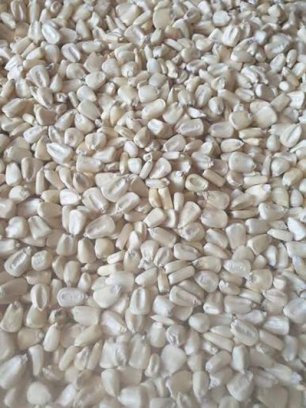  Vente Maïs Blanc De Qualité Export -10 000t - céréales soci&eacute;t&eacute; sp&eacute;cialis&eacute;e dans le commerce international et le n&eacute;goce de mati&egrave;res premi&egrave;res agricoles met &agrave; la disposition des acheteurs internationaux un important stock de maïs blanc de qualit&eacute; sup&eacute;rieure destin&eacute; &agrave; la