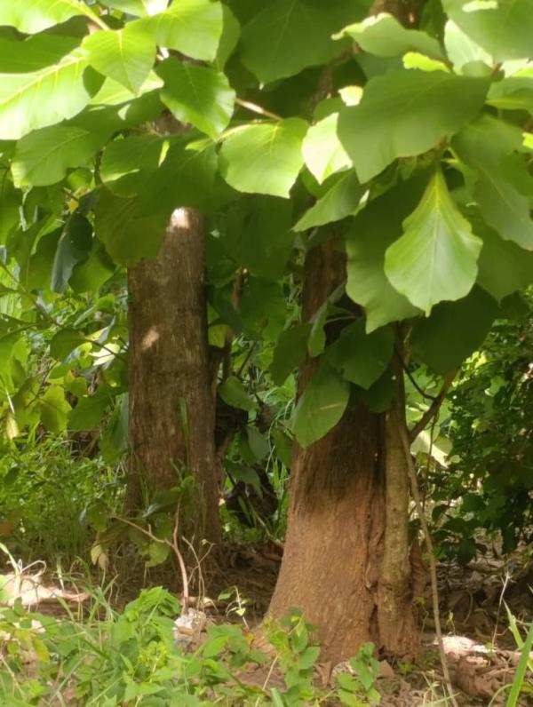  Bois De Teck - bois charbon fibre nous disposons de trois hectares de champs de de teck de plus de 20 ann&eacute;es dans la sous pr&eacute;fecture de gonat&eacute; d&eacute;partement de daloa en c&ocirc;te d'ivoire. nous cherchons des potentiels acheteurs