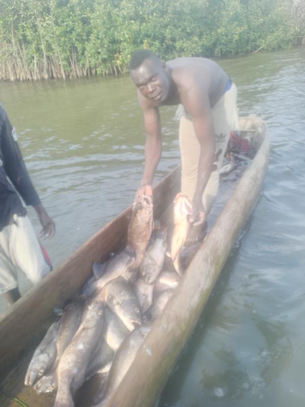  Des Filé Et De Pirogue - poissons  &agrave; toutes moi c'est roger je suis &agrave; la recherche d'un partenaire pour les mat&eacute;riels de la peche des carpe et des machaon 